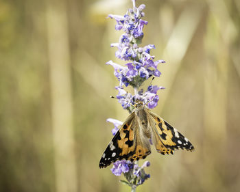 Close-up of butterfly on purple flower