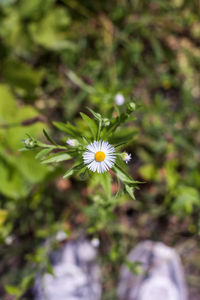 Close-up of flower blooming outdoors