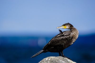 Side view of cormorant standing on rock