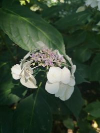 Close-up of purple flowering plant