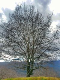 Bare trees against cloudy sky