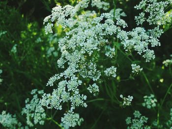 Close-up of white flowering plant