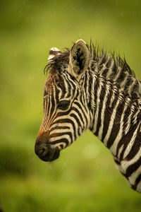 Close-up of plains zebra foal in shower