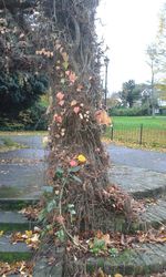 Plants growing on a tree