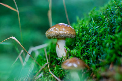 Close-up of mushroom growing on field