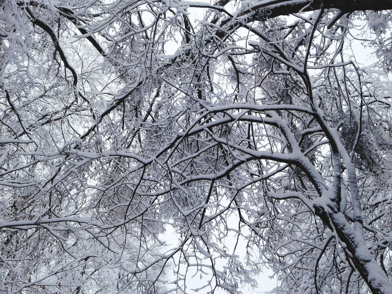 LOW ANGLE VIEW OF BARE TREES IN WINTER