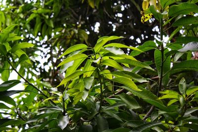 Low angle view of leaves on tree