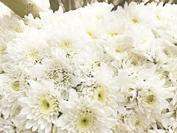 Close-up of white flowering plants