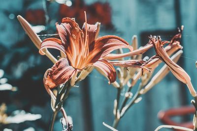 Close-up of flower against blurred background