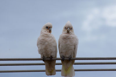 Low angle view of little corellas perching on cables against sky