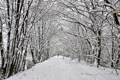 Snow covered road amidst trees during winter