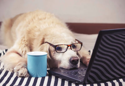 Close-up of a dog resting at home