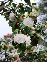 Close-up of white flowering plant