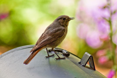 Close-up of bird perching on metal container