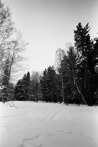 Trees on snow covered field against sky