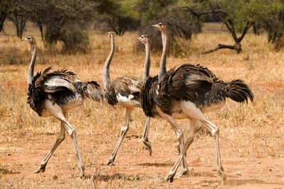 Side view of ostriches on the plains of tanzania 