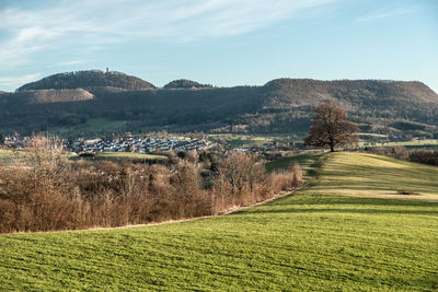 Scenic view of agricultural field against sky