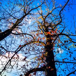 Low angle view of bare tree against blue sky