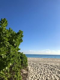 Scenic view of beach against blue sky