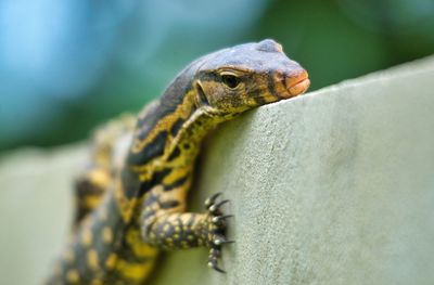 Close-up of a juvenile monitor on wall