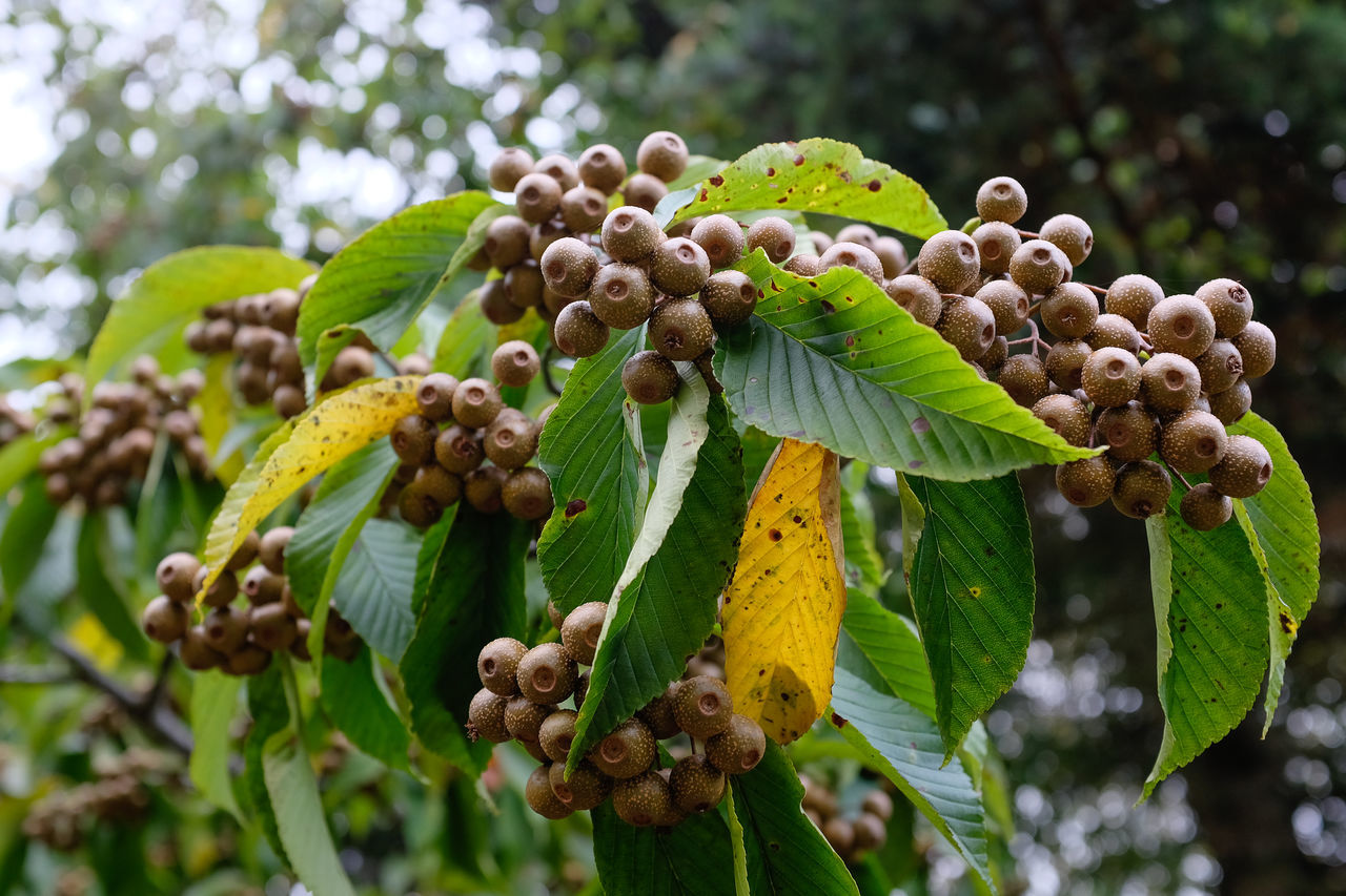 Gold berries