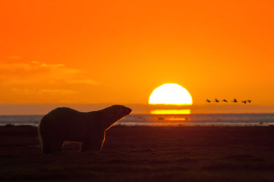 Bear at beach against orange sky