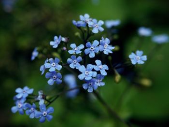 Close-up of fresh blue flowers with water drops