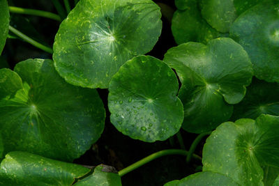 Close-up of fresh green leaf in water