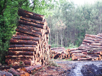 Pile of logs in forest