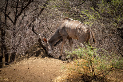 Male greater kudu stands rubbing its antlers