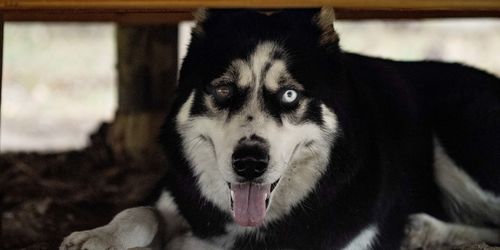 Close-up portrait of a dog