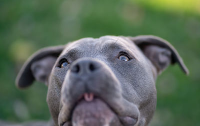 Close-up portrait of a pitbull puppy with tongue sticking out in a shallow depth of field
