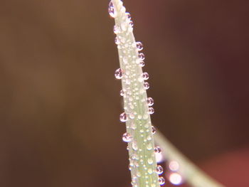 Close-up of illuminated plant