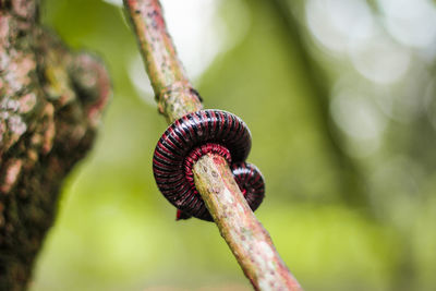 Close-up of insect on plant