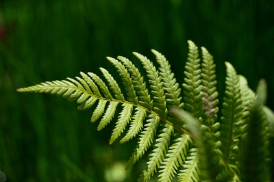 Close-up of fern