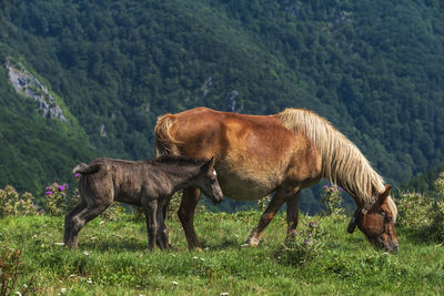 View of a horse on field