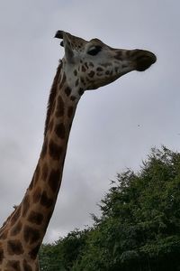 Low angle view of giraffe against sky