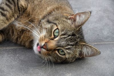 Close-up portrait of cat lying down