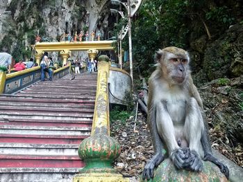 Low angle view of monkey sitting next to temple steps