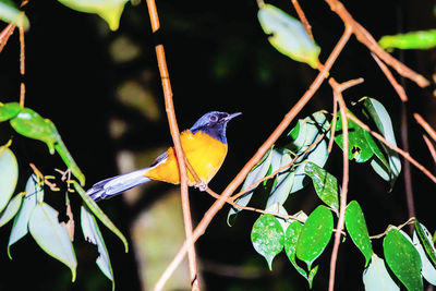 Close-up of bird perching on plant