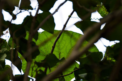 Low angle view of maple leaves on tree against sky
