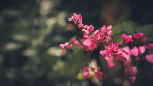 Close-up of pink flowering plant