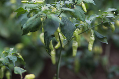 Fresh cayenne pepper or cabai rawit or devil's chilies hanging on the tree in the fields. 