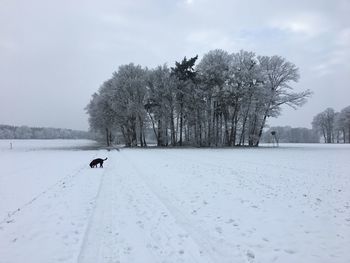 Trees on snow covered landscape against sky