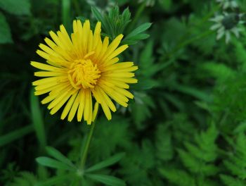 Close-up of yellow flowering plant