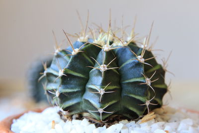 Close-up of succulent plant