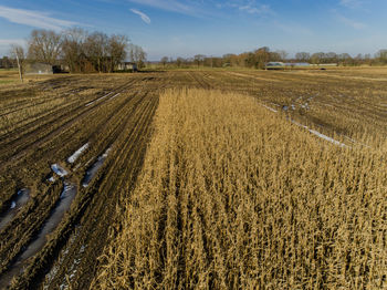 Scenic view of agricultural field against sky