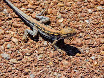 High angle view of lizard on ground