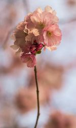 Close-up of pink cherry blossoms