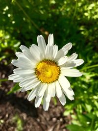 Close-up of white flower